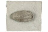 Fossil Crinoid (Eucalyptocrinus) Crown - Waldron Shale, Indiana #197619-2